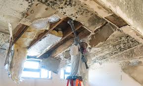  , USA Mold Removal Services Pros